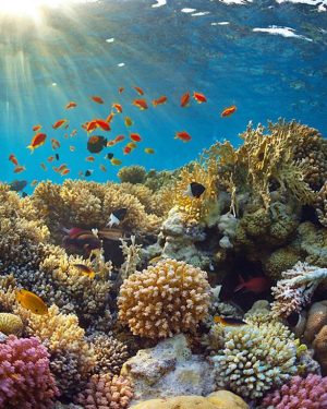 Cairns Aquarium Great Barrier Reef