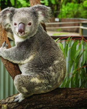 Koala in Kuranda Tropical North Queensland